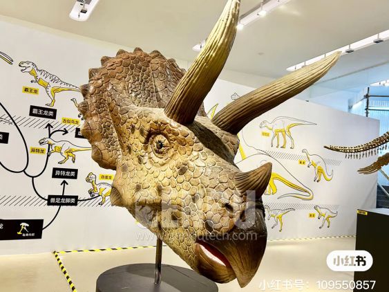Triceratops Head