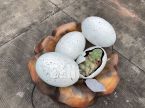 Fiberglass Dinosaur Egg