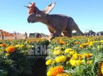 Halloween Albertaceratops