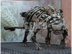 Ankylosaurus Fossil