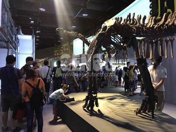 Apatosaurus Fossil