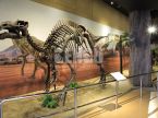 Hadrosaurs Fossil