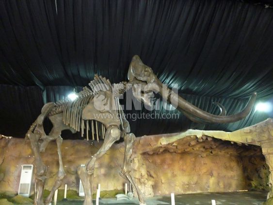 Mammuthus Fossil