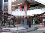 Mamenchisaurus Fossil