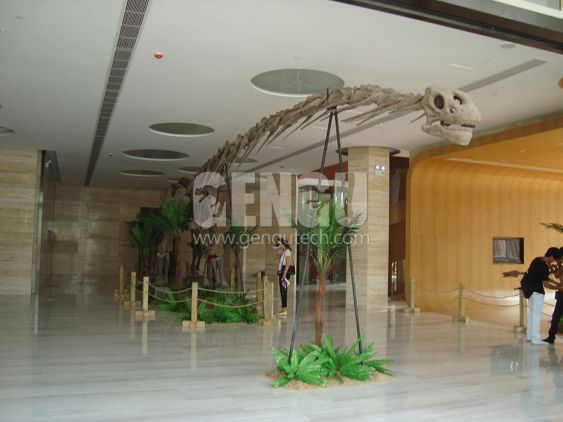 Mamenchisaurus Fossil