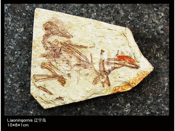 Liaoningornis Fossil