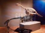 Pliosaurus Fossil