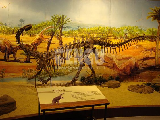 Lufengosaurs Fossil