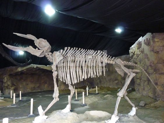 Platybelodon Fossil