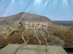 Protoceratops Fossil