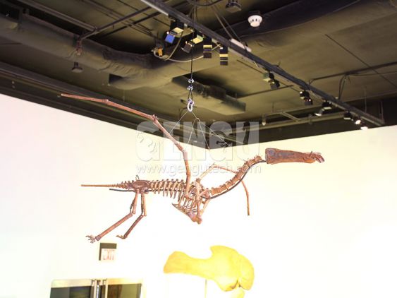 Pterosauria Fossil