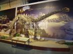 Shunosaurus Fossil