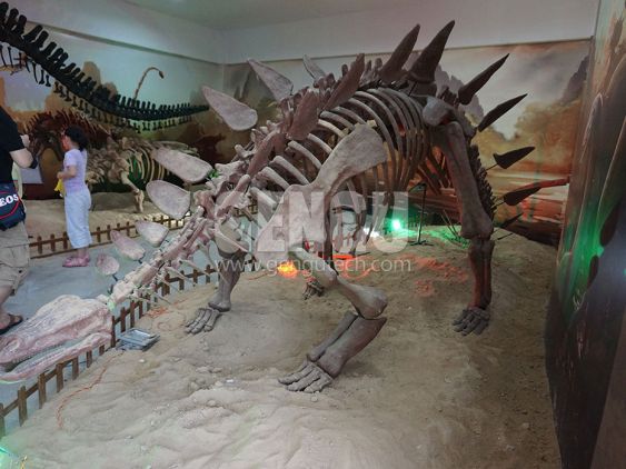 Stegosaurus Fossil
