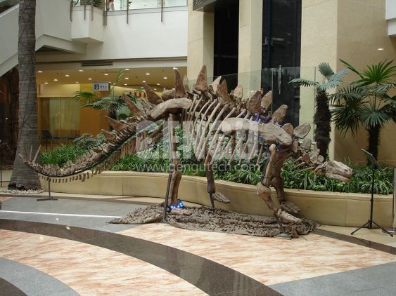 Stegosaurus Fossil