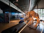Triceratops Skeleton