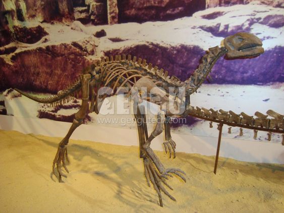 Yangchuanosaurus Fossi