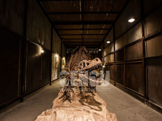 T-Rex Skeleton