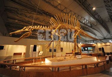 ​How Can Dinosaur Fossils Enhance Learning Experiences?